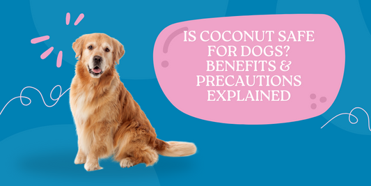Is Coconut Safe for Dogs? Benefits & Precautions Explained