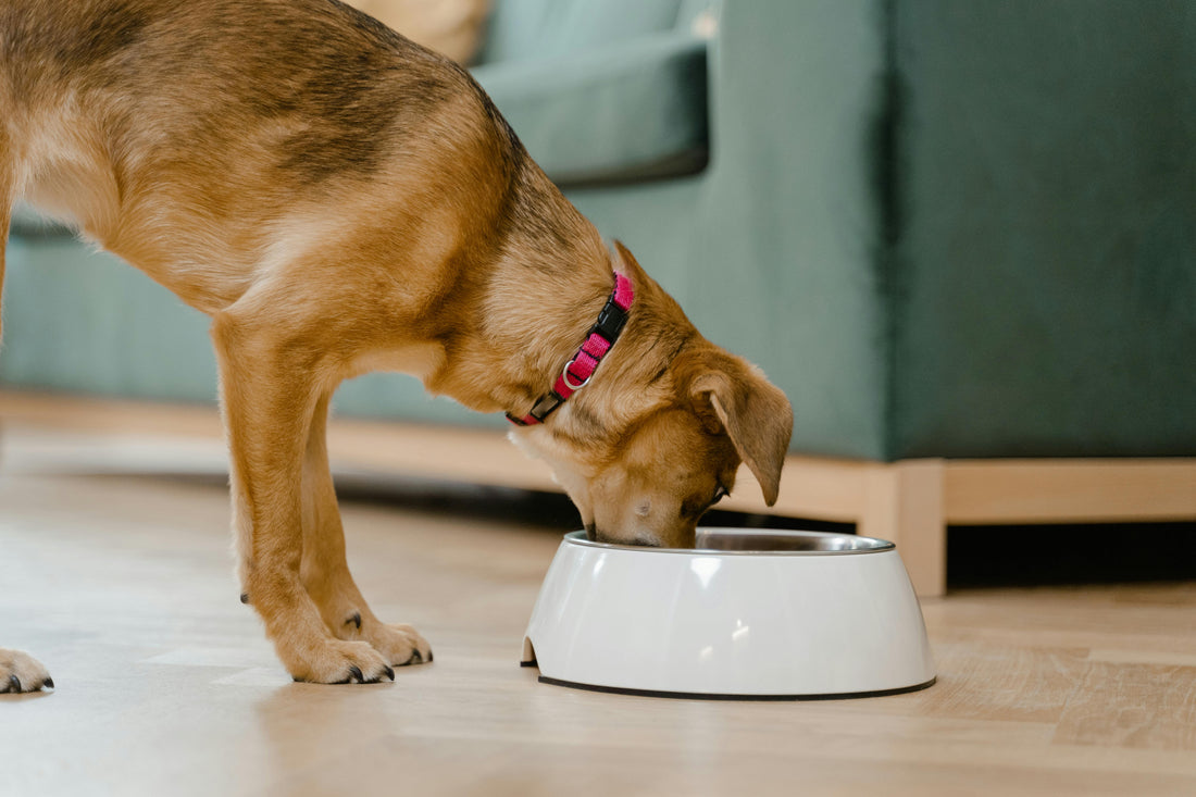 Is Curd Good for Dogs? A Complete Guide