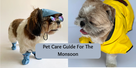 Pet Care Guide For The Monsoon