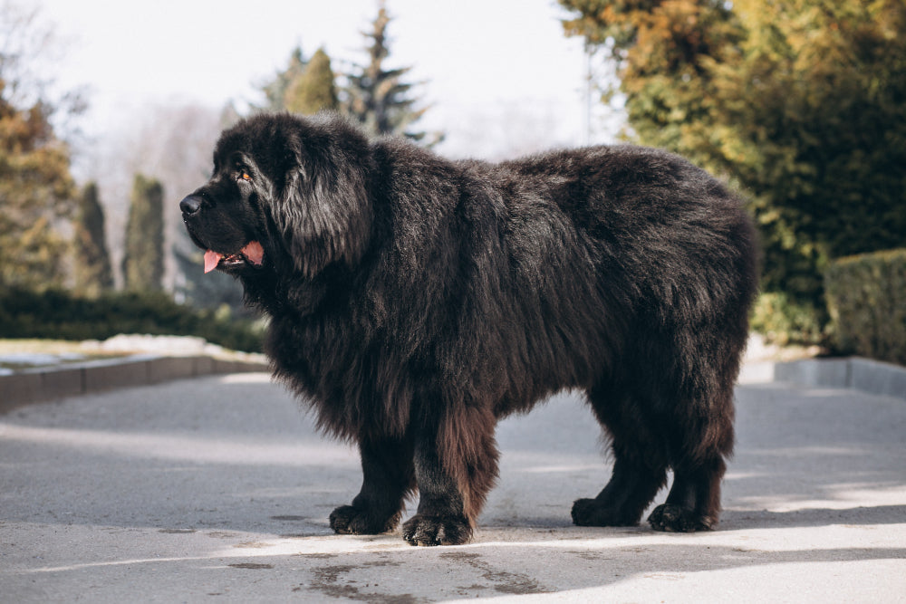 Everything you need to know about the Bhotia Dog Breed