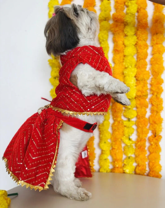Top 10 Adorable Dog Wedding Suits and Sherwanis for a Traditional Indian Wedding