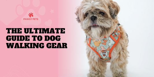 The Ultimate Guide to Dog Walking Gear