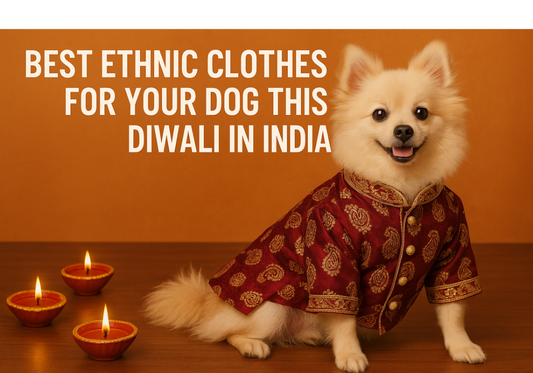Best Ethnic Clothes for Your Dog This Diwali in India