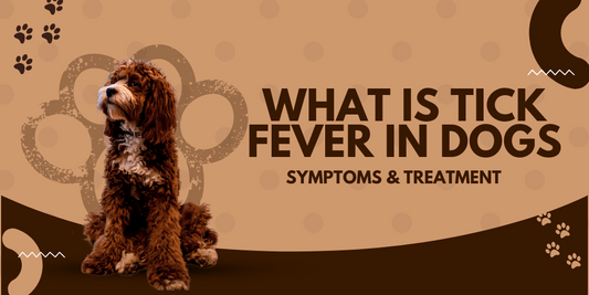 What is Tick Fever in Dogs: Symptoms & Treatment