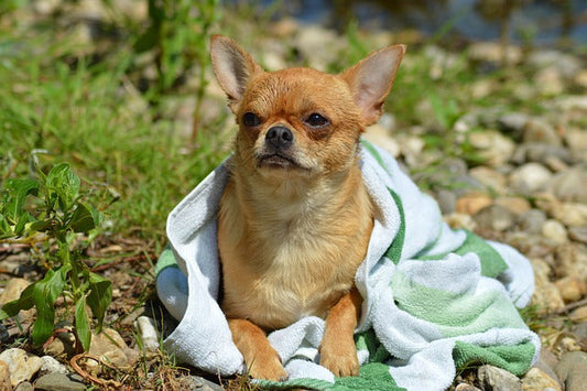 Chihuahua Breed Information: Lifespan, Size & Personality