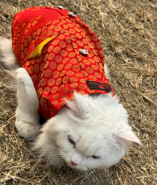 Pawgy Pets Sherwani Red for Cats