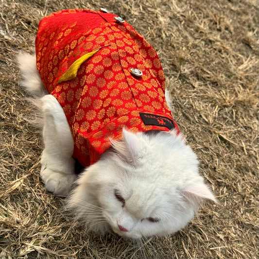 Pawgy Pets Sherwani Red for Cats