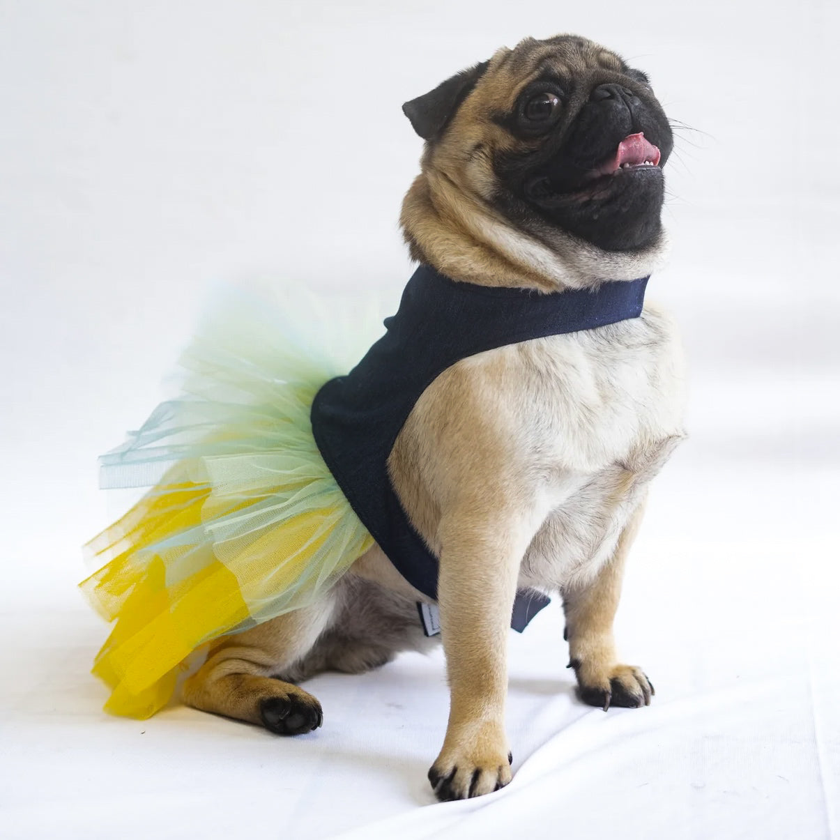 Denim Frill Dress | For Dogs | Pawgy Pets