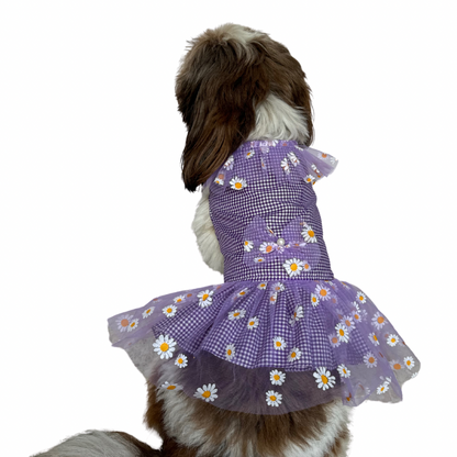 Pawgy Pets Frilly Check Purple for Dogs & Cats