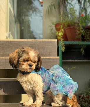 Pawgy Pets Frilly Dress Blue for Dogs