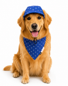 Royal Blue Star Cap and Bandana Set | For Dogs | Pawgy Pets