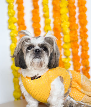 Pawgy Pets Pleaty Yellow Lehenga for Dogs & Cats
