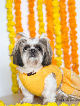 Pawgy Pets Pleaty Yellow Lehenga for Dogs & Cats