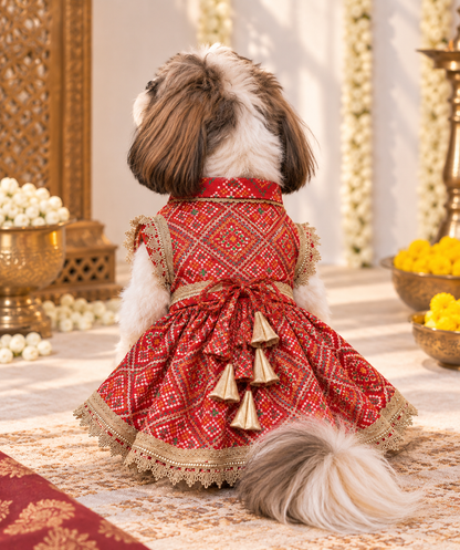 Red Patola Bridal Dress | Luxe Collection | Pawgy Pets