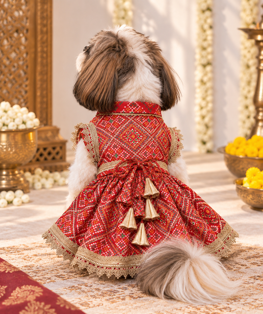 Red Patola Bridal Dress | Luxe Collection | Pawgy Pets