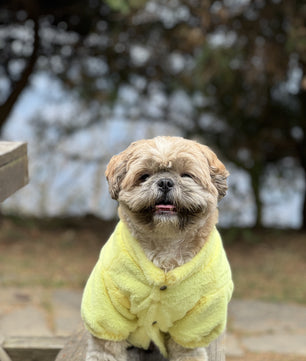 Pawgy Pets Fur Puffer Jacket: Lime Yellow for Dogs & Cats