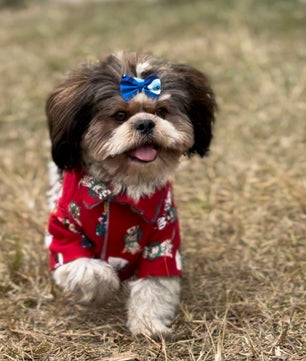 Pawgy Pets Reversible Shirt: Grey with Red tree for Dogs & Cats