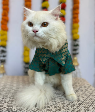 Pawgy Pets Occasion wear Shirt Teal Blue: Cat