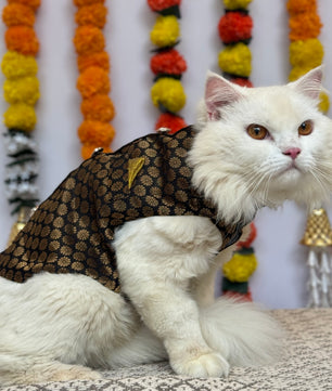 Pawgy Pets Sherwani Black for Cats
