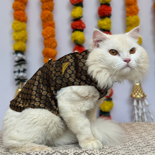 Pawgy Pets Sherwani Black for Cats