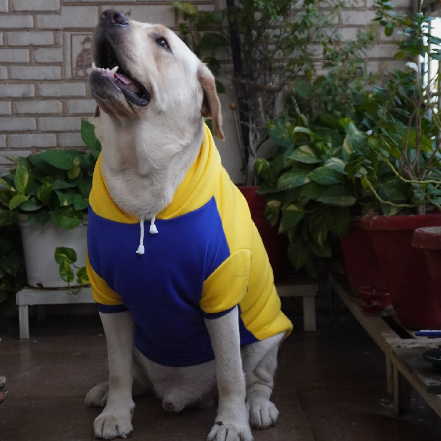 Yellow Minion Hoodie Sweatshirt | For Dogs & Cats | Pawgy Pets