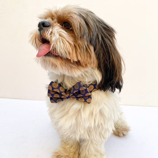 Pawgy Pets Occasion wear Bow Collar: Navy Blue for Dogs & Cats