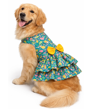 Fruity Dress | Green | For Dogs | Pawgy Pets