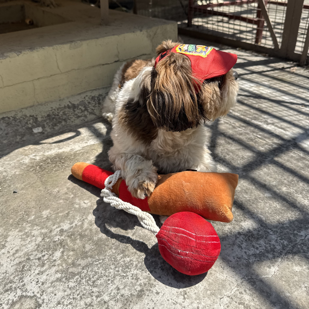 Chak De Paw-dia Gift Set | Cap + Cricket Plush + Rope Toy | Pawgy Pets