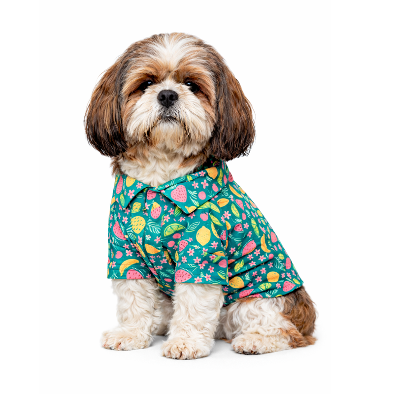 Fruity Shirt | Green | For Dogs | Pawgy Pets
