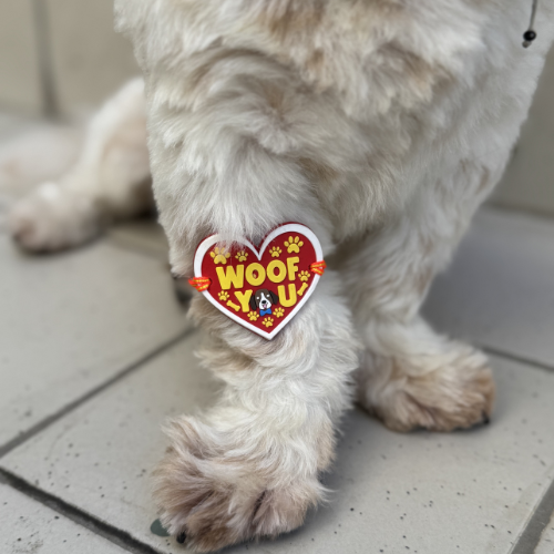 Pawgy Pets "Woof You" Rakhi for Dogs