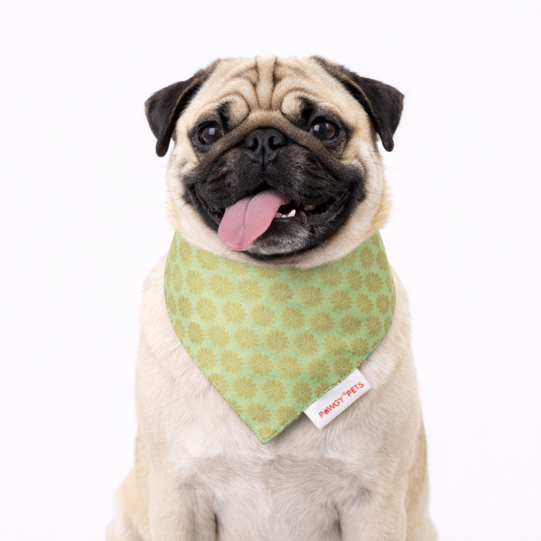 Pista Green Occasion Wear Bandana | For Dogs & Cats | Pawgy Pets