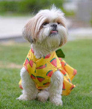 Pawgy Pets Watermelon sugar dress Yellow for Dogs