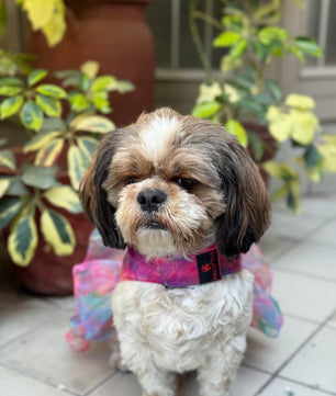 Pawgy Pets Frilly Dress Pink for Dogs