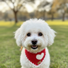 Red Heart Crochet Bandana | For Dogs & Cats | Pawgy Pets