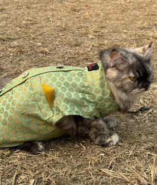 Pawgy Pets Sherwani Pista green for Cats