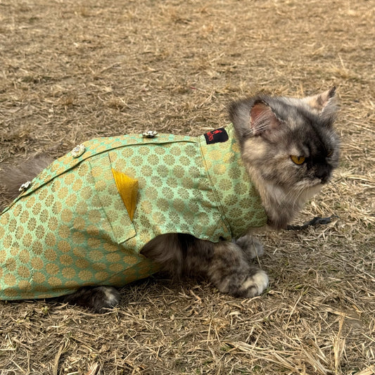 Pawgy Pets Sherwani Pista green for Cats