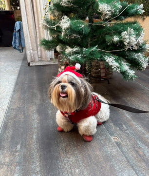 Pawgy Pets Christmas cap for Dogs