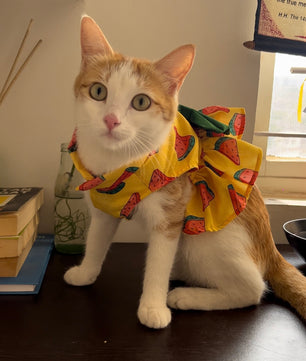 Pawgy Pets Watermelon Dress Yellow   (Cat)