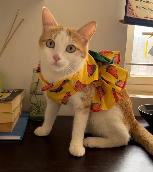 Pawgy Pets Watermelon Dress Yellow   (Cat)