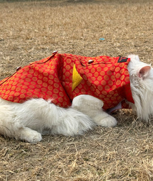 Pawgy Pets Sherwani Red for Cats