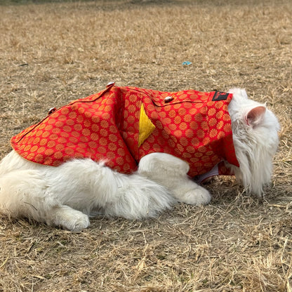 Pawgy Pets Sherwani Red for Cats