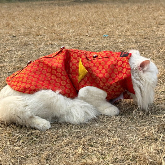 Pawgy Pets Sherwani Red for Cats