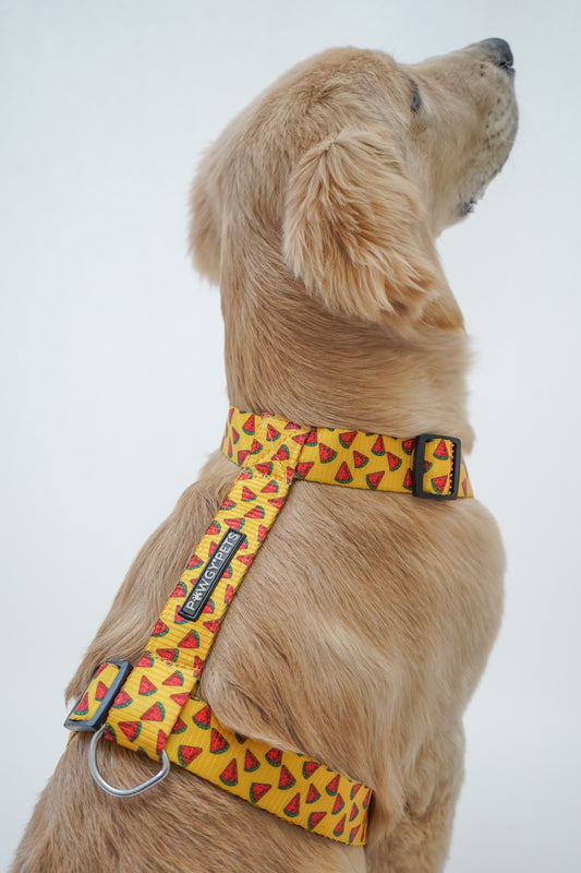 Pawgy Pets H-Harness Watermelon Yellow for Dogs and Cats