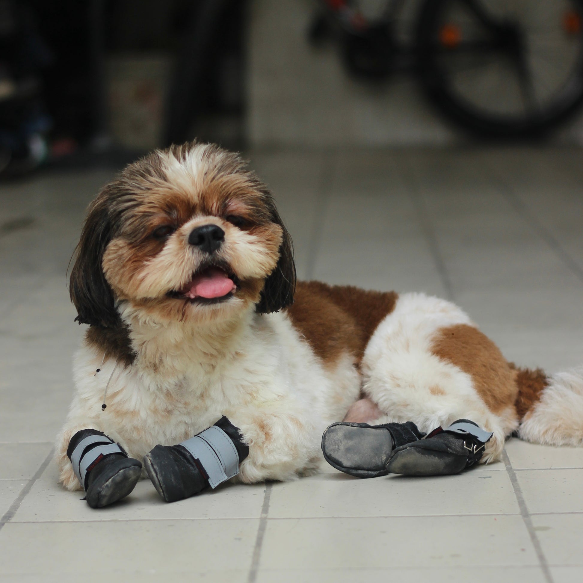 Pawgy Walkies – Everyday Dog Shoes: Set of 4