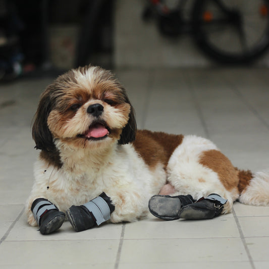 Pawgy Walkies – Everyday Dog Shoes: Set of 4