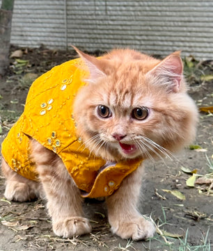 Pawgy Pets Festive Mirror work Sando: Mustard (Cat)