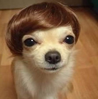 Funny Pet Wigs