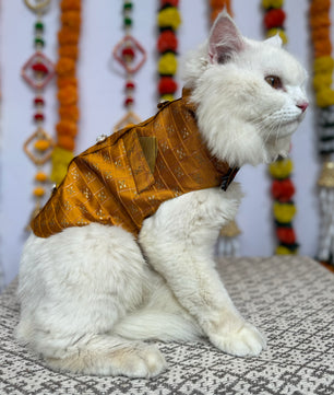 Pawgy Pets Cat Strapy Sherwani Mustard for Cats