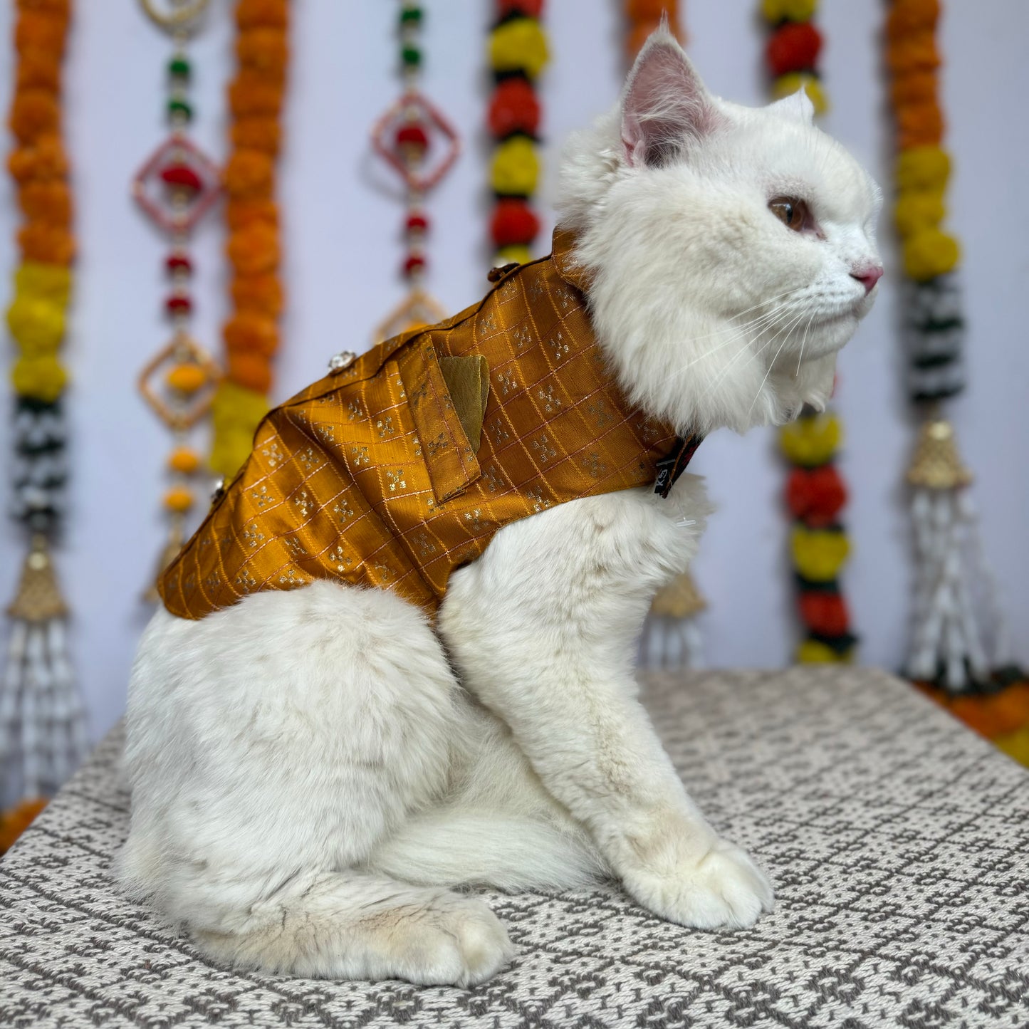 Pawgy Pets Cat Strapy Sherwani Mustard for Cats