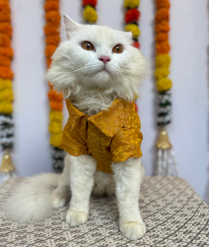 Pawgy Pets Occasion wear Shirt Yellow: Cat
